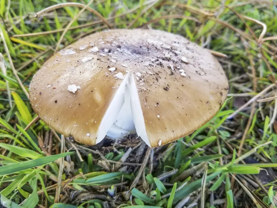 Мухомор пантерный Мухомор пантерный - «Алатау»