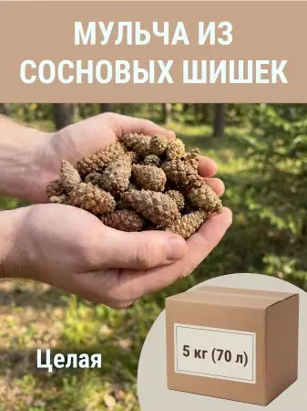 Мульча для сада из шишек целых 5 кг Мульча для сада из шишек целых 5 кг